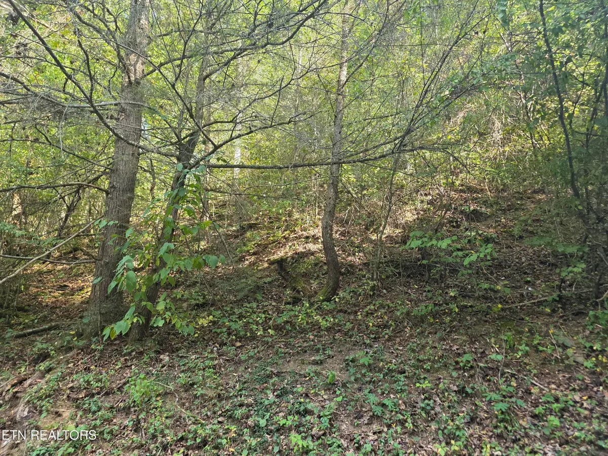 Black Bear Cub Way Way, Pigeon Forge, TN 37862 - #1