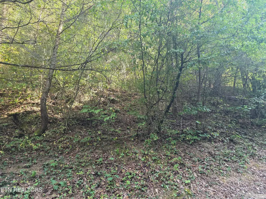 Black Bear Cub Way Way, Pigeon Forge, TN 37862 - #2