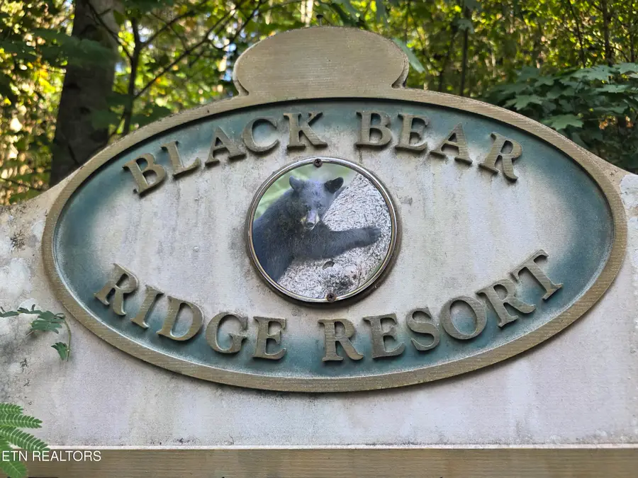 Black Bear Cub Way Way, Pigeon Forge, TN 37862 - #3