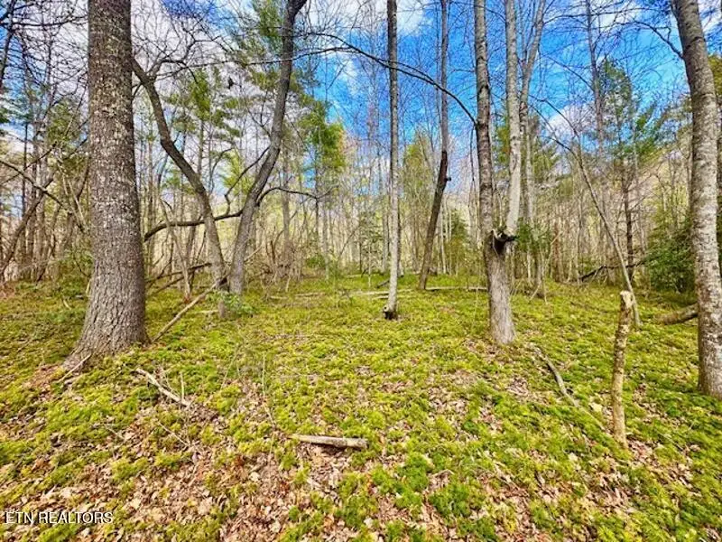 144 Gunter Place Rd #3, Sunbright, TN 37872 - #1