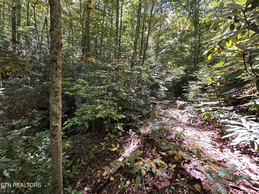 433 Steve Brown Rd, Bean Station, TN 37708 - #3