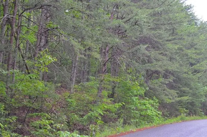 8805 Terrace Falls Drive, Mowbray Mountain, TN 37379 - Image #3