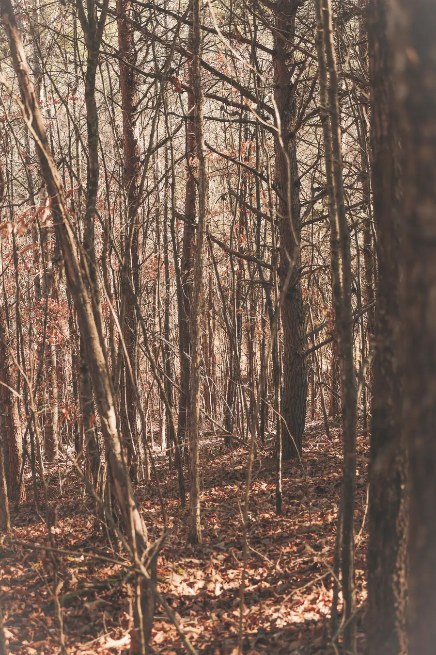 Tract 2 Curtis Road, Tellico Plains, TN 37385 - #3