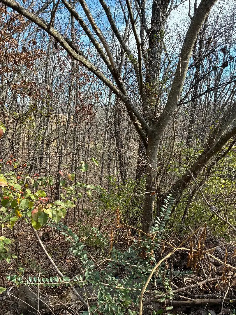 00 Poplar Drive Lot 31, Sweetwater, TN 37874 - #1