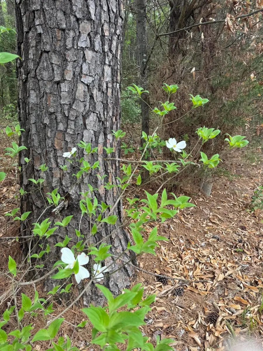 130 SE Trewhitt Drive Se, Cleveland, TN 37323 - #2