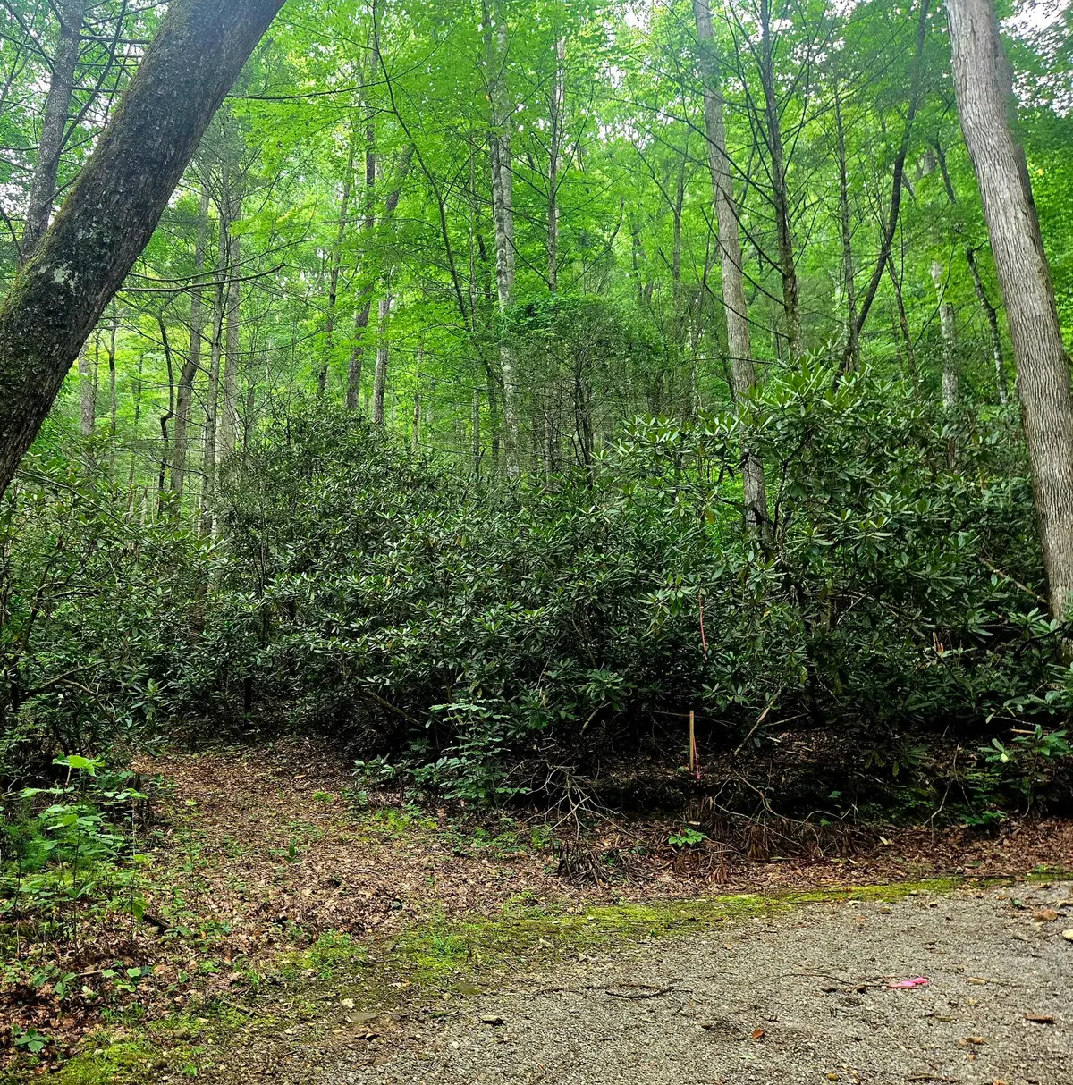 0 Holder Cemetery Road, Tellico Plains, TN 37385 - #1