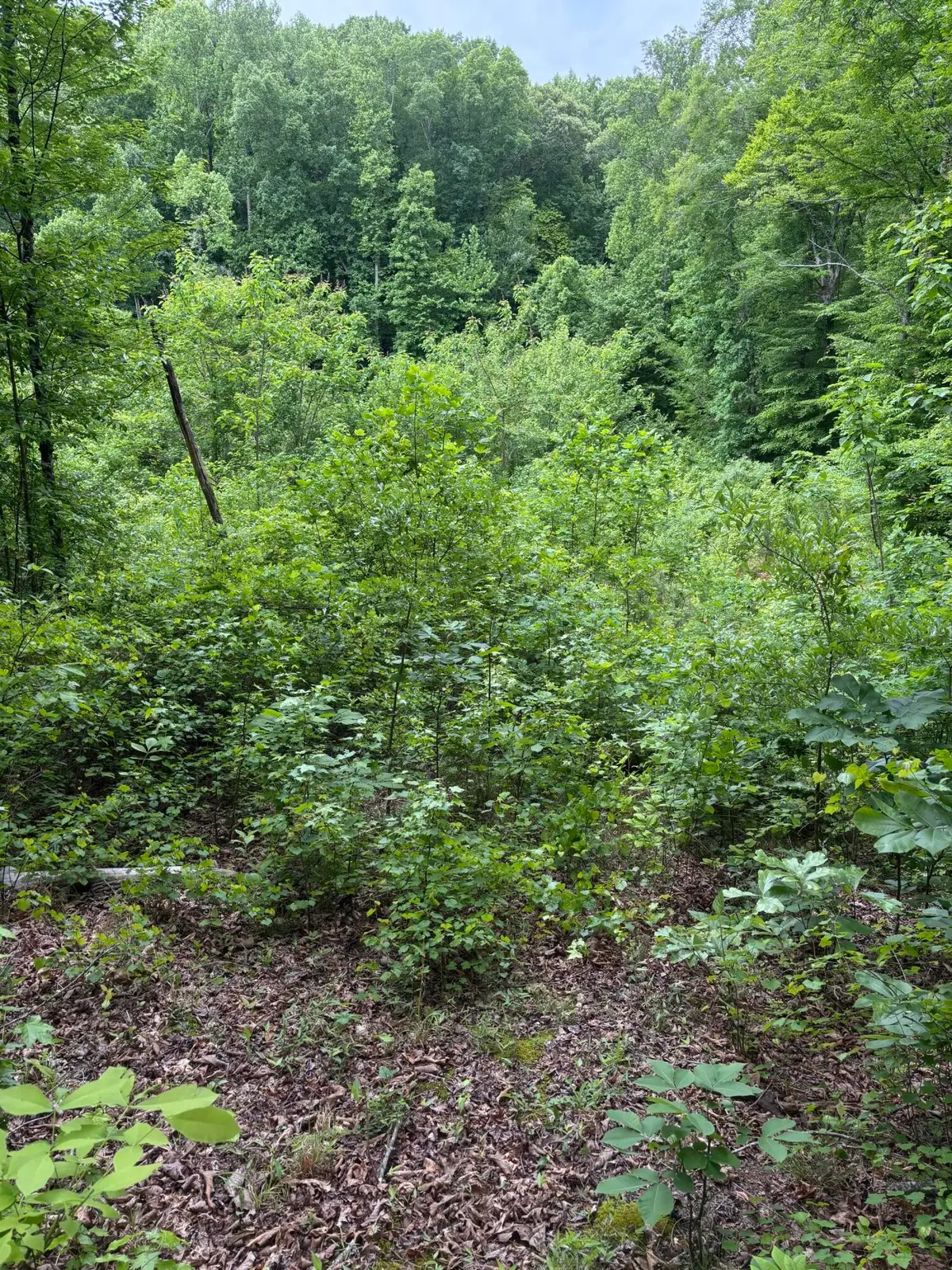 225 Hollow Road, Whitwell, TN 37397 - #1