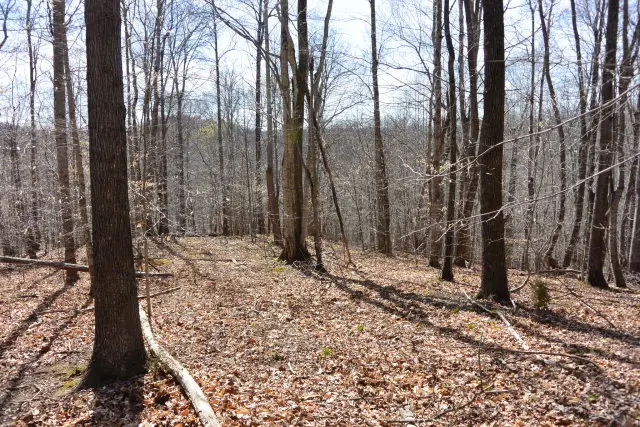 Lot 4 Trinity Lane, Allons, TN 38541 - Image #2