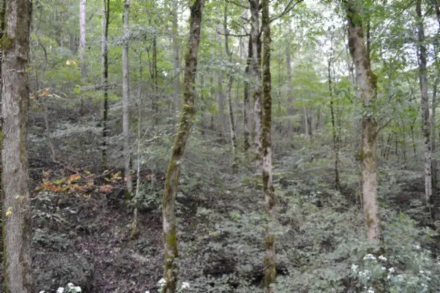 10.28ac Campbell Hill Rd, Gainesboro, TN 38562 - Image #2