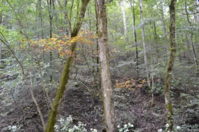 10.28ac Campbell Hill Rd, Gainesboro, TN 38562 - Image #3