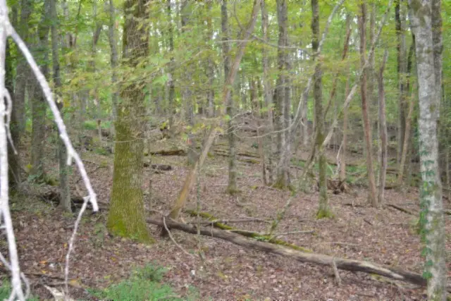 5.78ac West Lane, Gainesboro, TN 38562 - Image #3