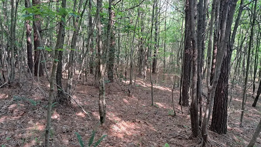 Lot 20 Timber Valley Trail (pca), Rockwood, TN 37854 - Image #2