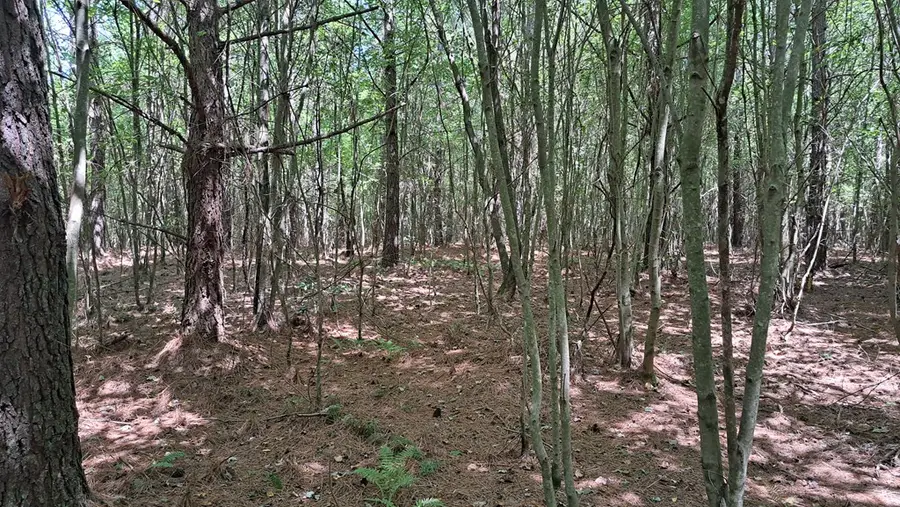 Lot 20 Timber Valley Trail (pca), Rockwood, TN 37854 - Image #3