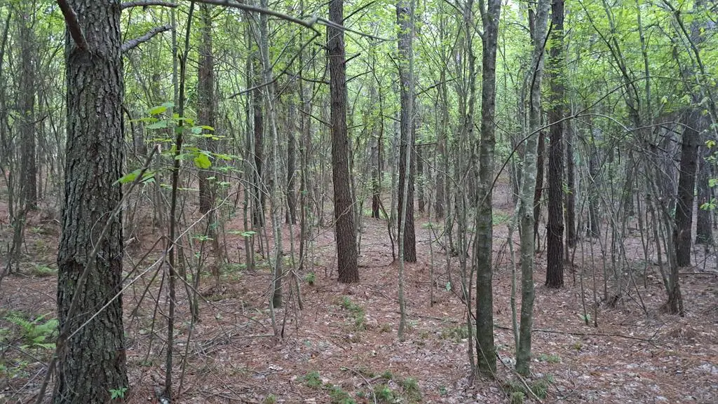 Lot 22 Timber Valley Trail (pca), Rockwood, TN 37854 - Image #1