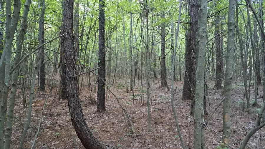 Lot 22 Timber Valley Trail (pca), Rockwood, TN 37854 - Image #3