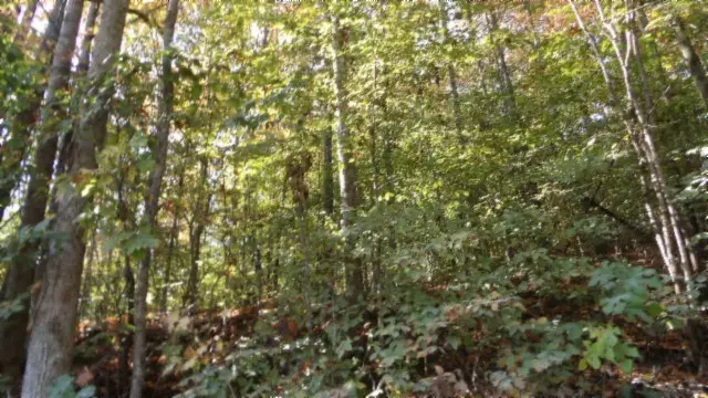 8.60ac Moss Arcot Rd, Celina, TN 38551 - #2