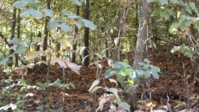 8.60ac Moss Arcot Rd, Celina, TN 38551 - #3