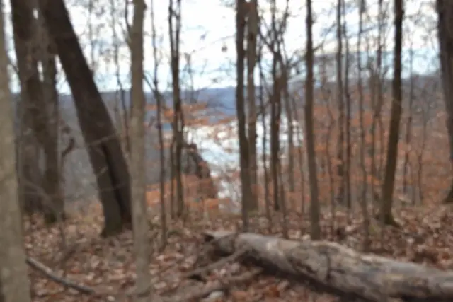 34.15ac Frogue Rd, Burkesville, KY 42717 - Image #2