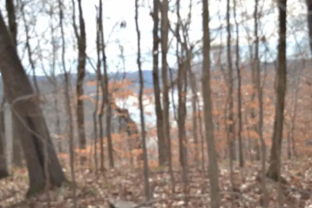 34.15ac Frogue Rd, Burkesville, KY 42717 - Image #3