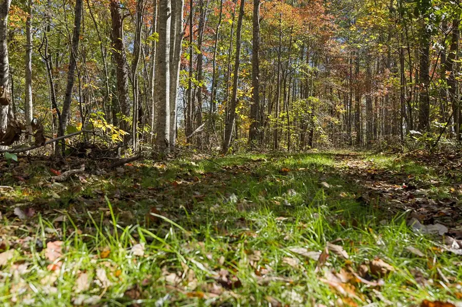 Tract 7 Off Of Sheep Ranch Road, Robbins, TN 37852 - Image #3