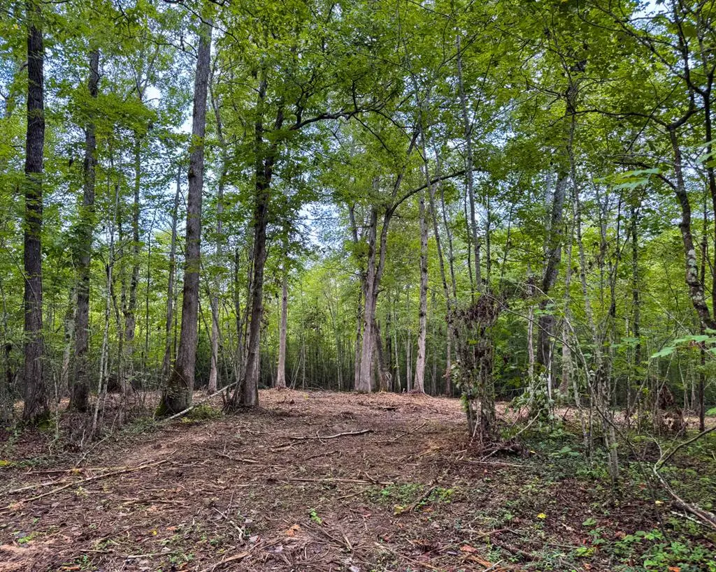 Tract 6 Sheep Ranch Road, Robbins, TN 37852 - Image #1