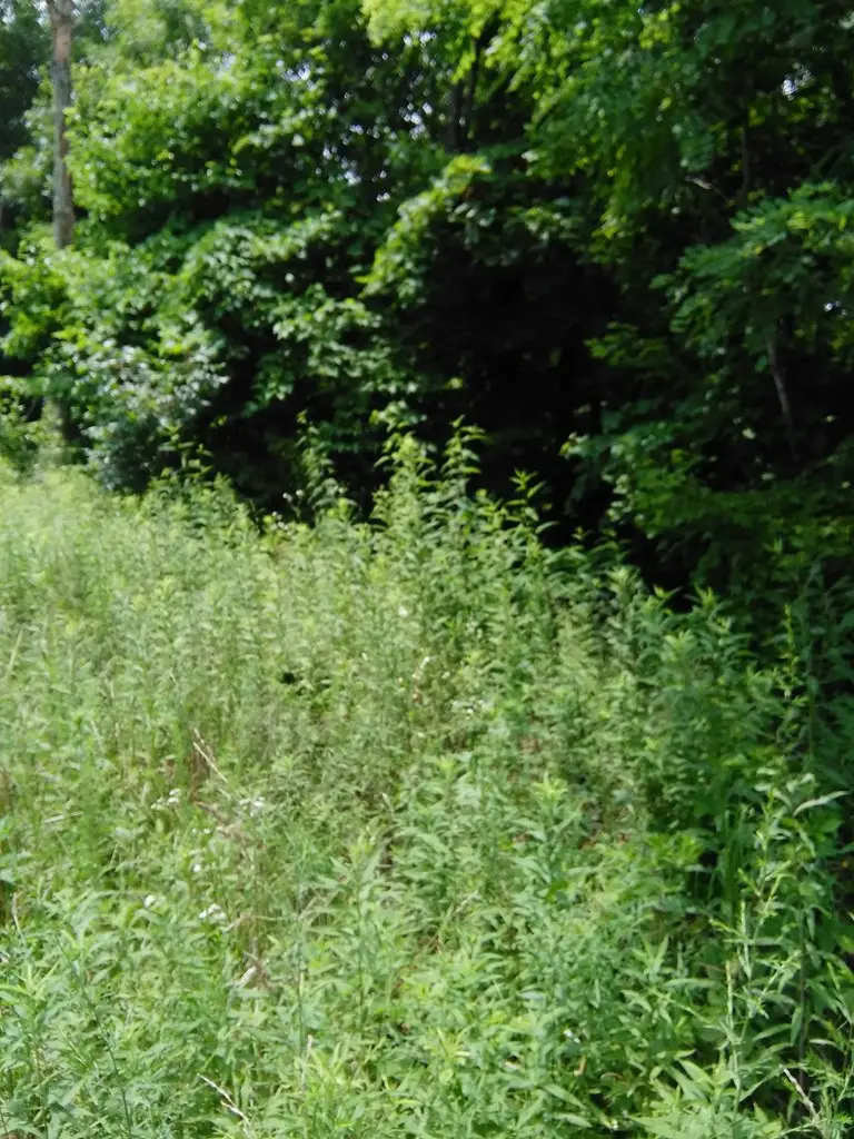 lot 340 Deep Branch, Wilder, TN 38589 - Image #2