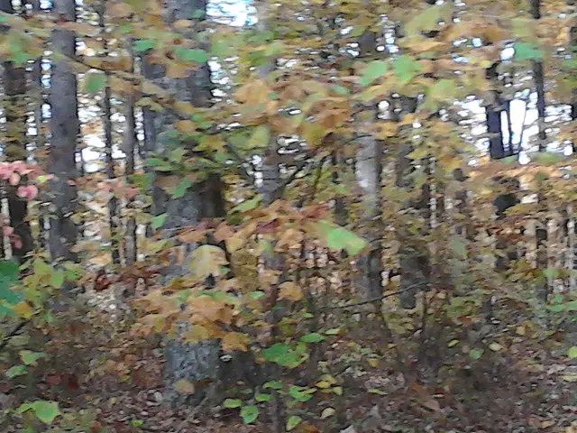 Lot 29 Parkstown Road, Wilder, TN 38589 - #2