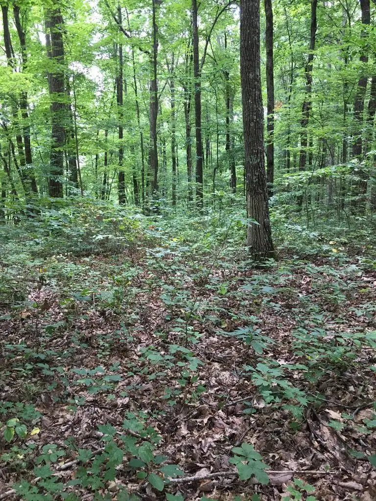 Lot 76 Parkstown Road, Wilder, TN 38589 - #2