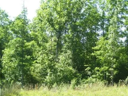 Lot 76 Parkstown Road, Wilder, TN 38589 - #3