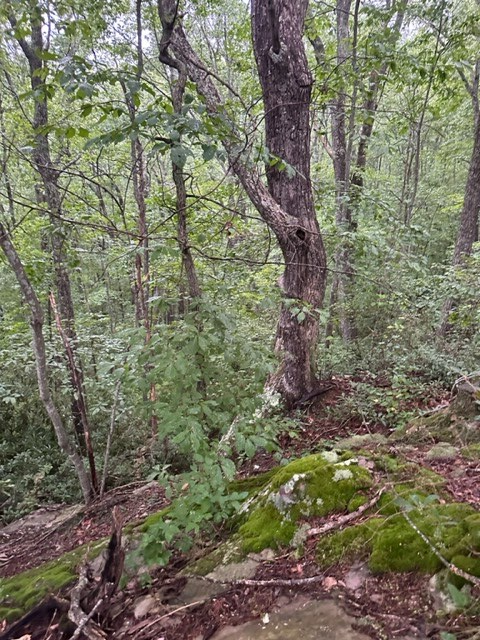 Lot 35 Wilson Ridge Road, Wilder, TN 38589 - #2