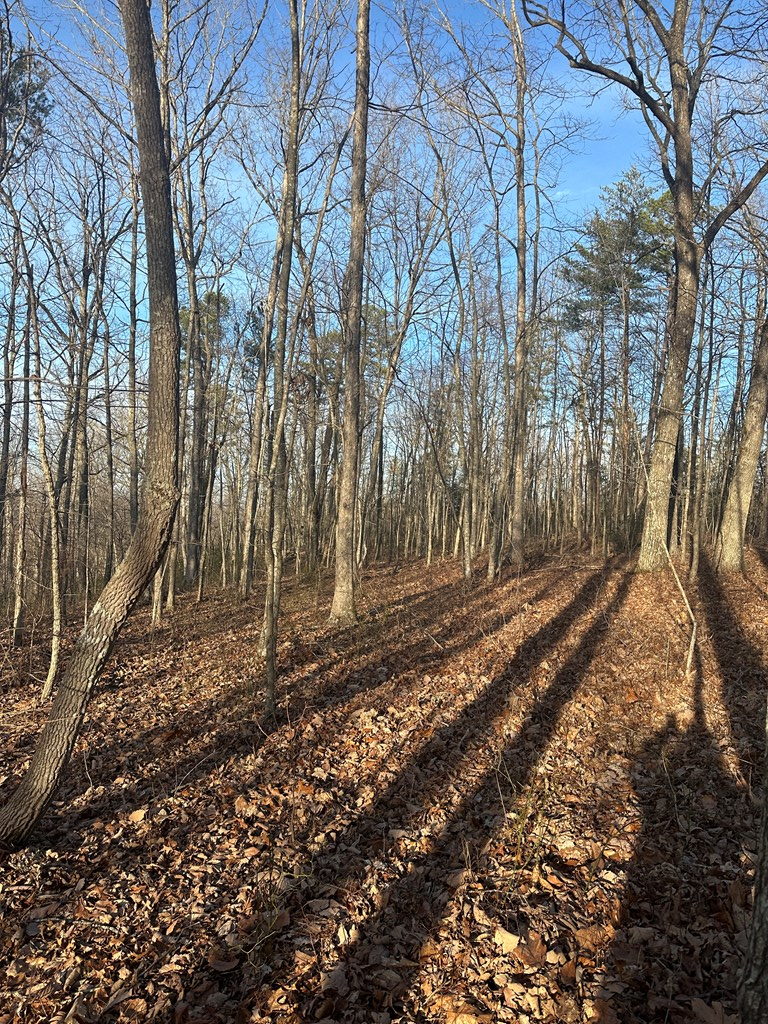 Lot 278 Purple Iris, Wilder, TN 38589 - #3