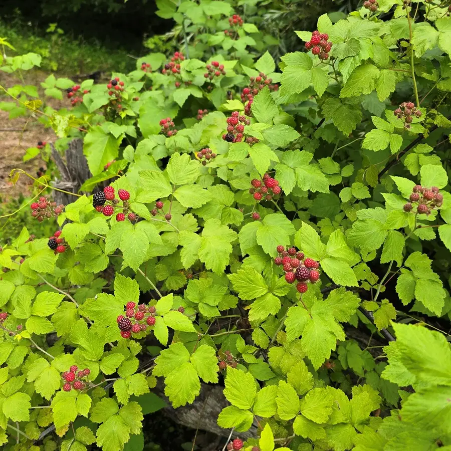 163 Church Lane, Livingston, TN 38570 - #2