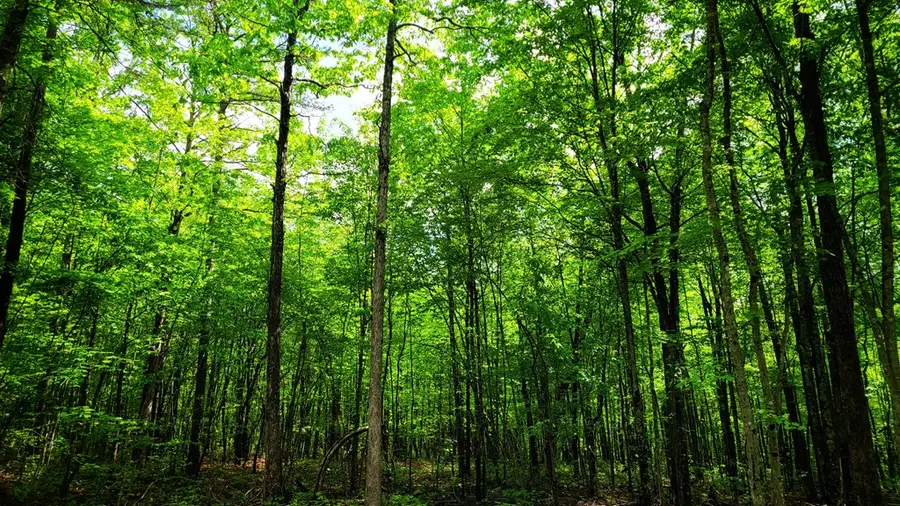 638 Flat Top View, Wilder, TN 38589 - #2