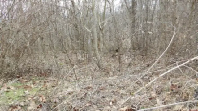 5.51ac Beaver Lane, Gainesboro, TN 38562 - #2