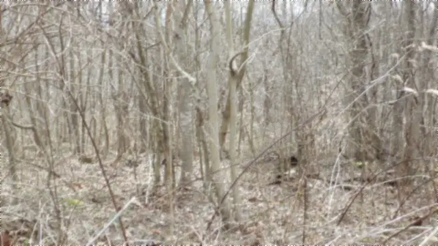 5.51ac Beaver Lane, Gainesboro, TN 38562 - #3