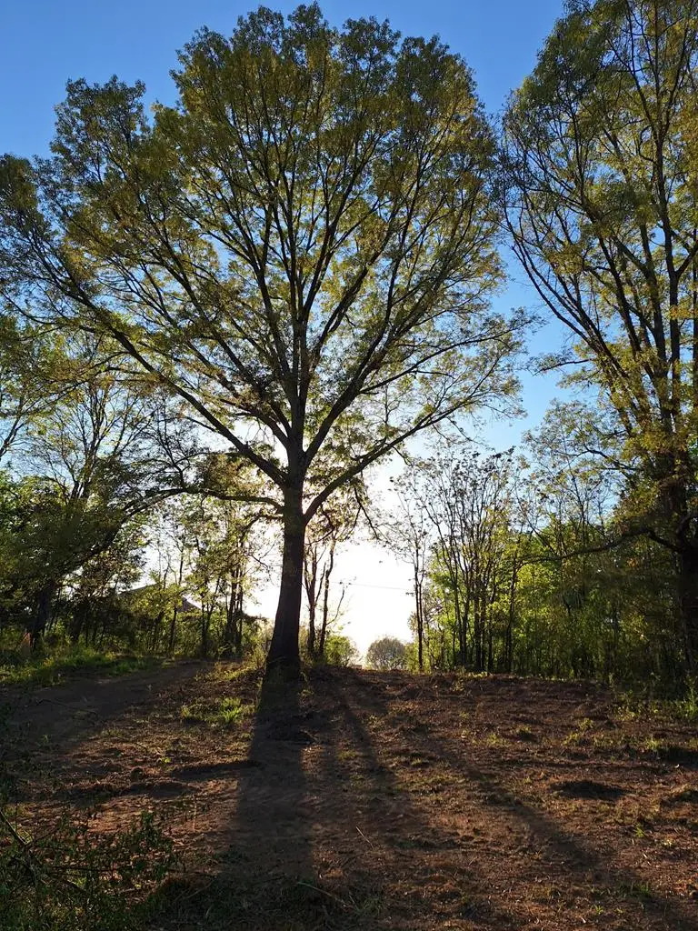 0 Bone Cave Rd., Rock Island, TN 38581 - #1