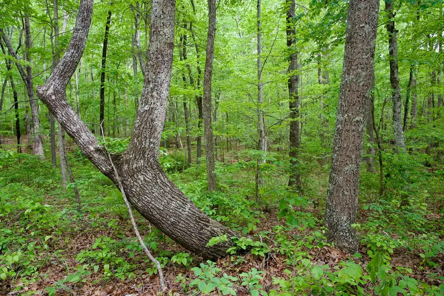 1.1AC Hillis Cemetery Rd, Spencer, TN 38585 - #3
