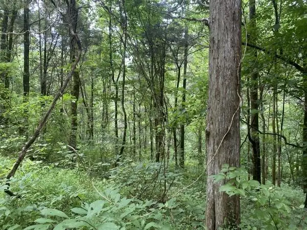 0 N Of Eagle Ridge Ln Lot 35, GRANVILLE, TN 38564