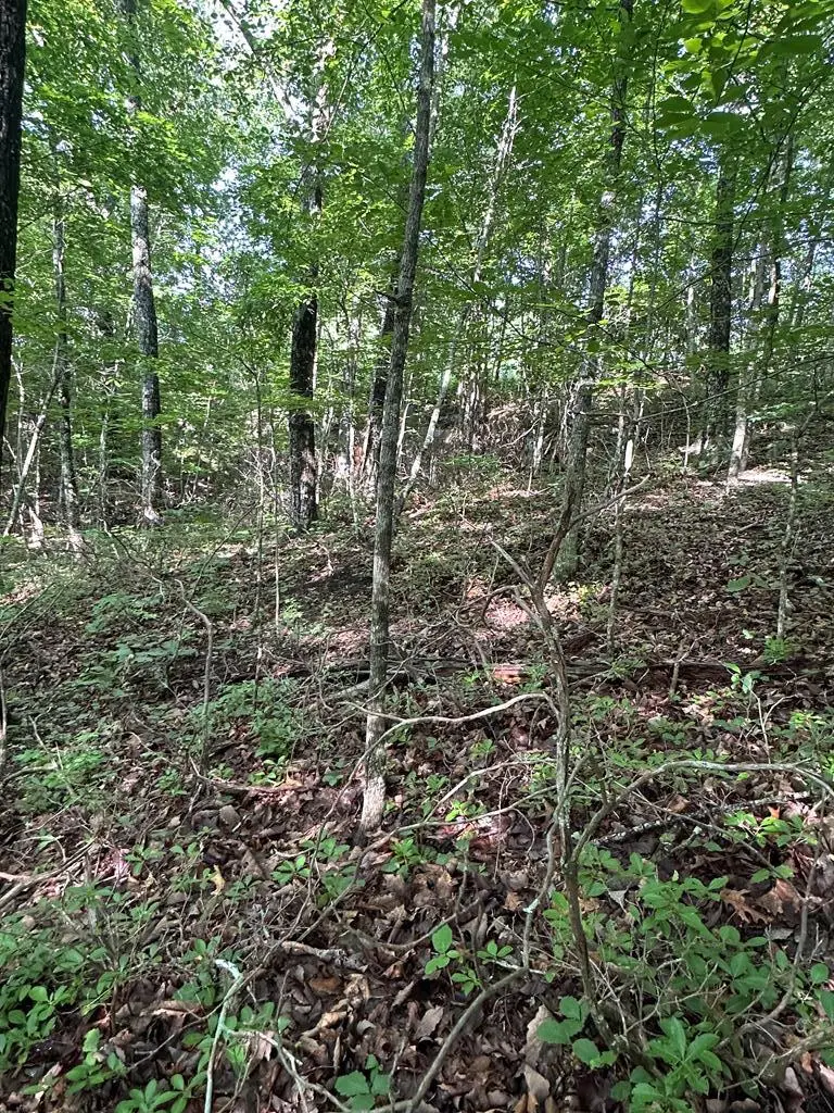 Lot 48 Buckeye Lane, Wilder, TN 38589 - #2