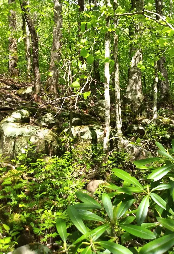Lot 48 Buckeye Lane, Wilder, TN 38589 - #3