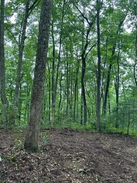 lot 340 Deep Branch, Wilder, TN 38589 - #1