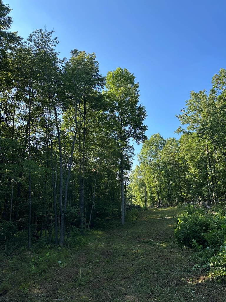 911 Parkstown Road, Wilder, TN 38589 - #1
