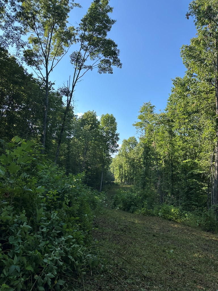 911 Parkstown Road, Wilder, TN 38589 - #2
