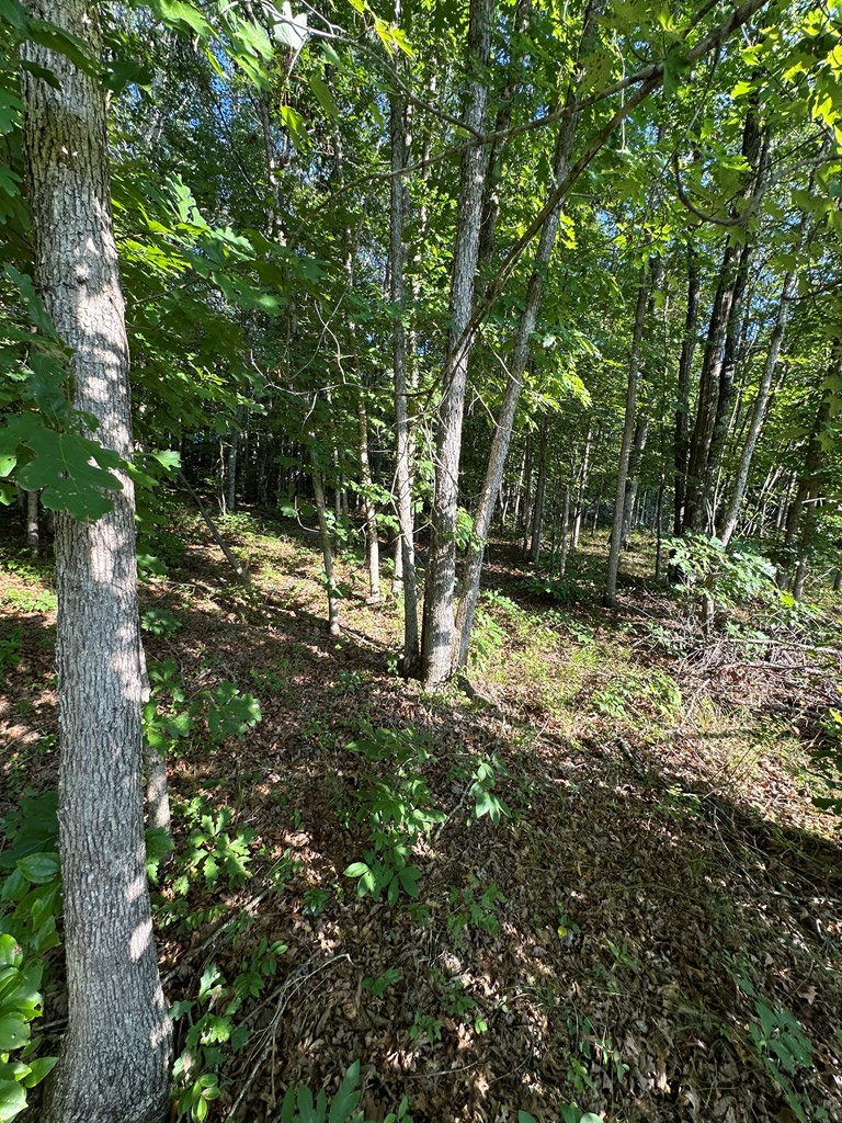 911 Parkstown Road, Wilder, TN 38589 - #3