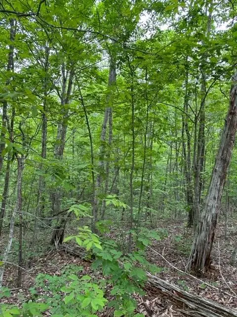 Lot 91 Buckeye Lane, Wilder, TN 38589 - #3