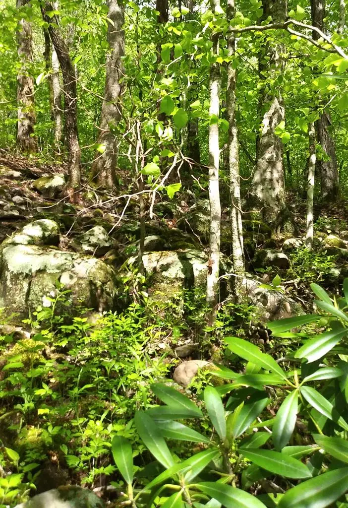 Lot 47 Buckeye Lane, Wilder, TN 38589 - #1