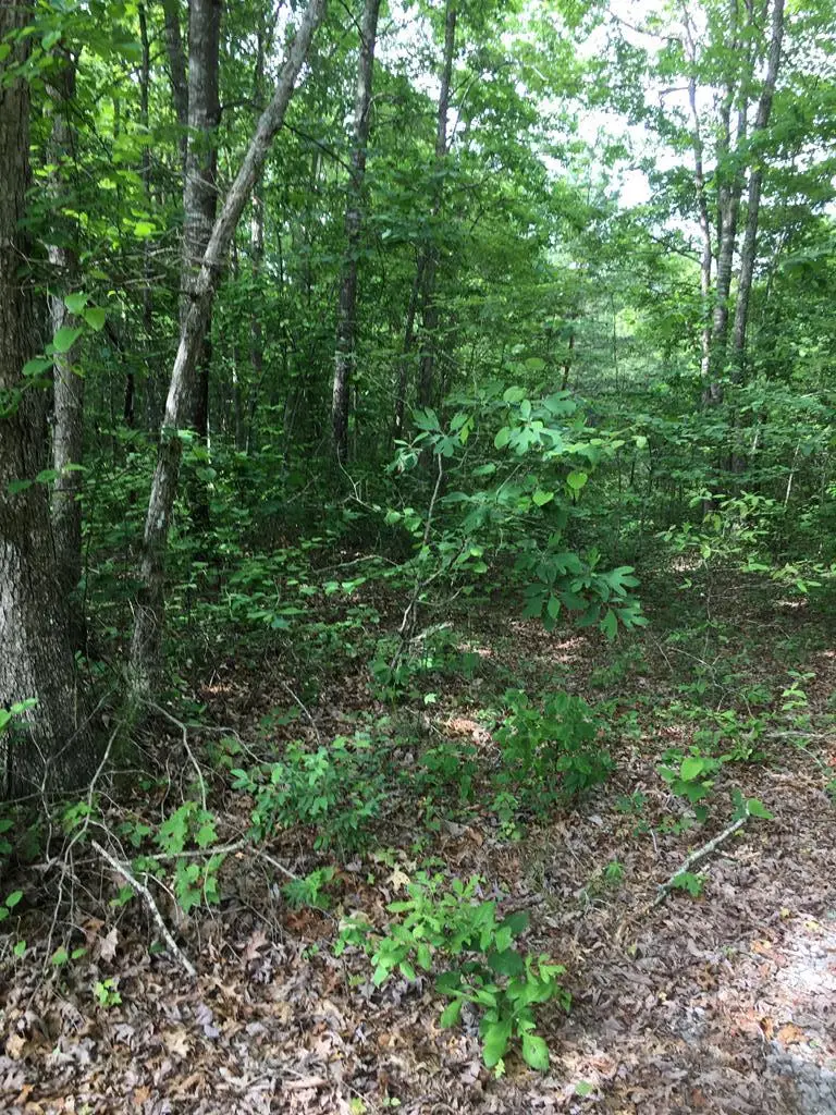 Lot 47 Buckeye Lane, Wilder, TN 38589 - #3