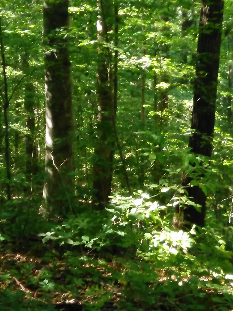 Lot 383 East Obey Lane, Wilder, TN 38589 - #2