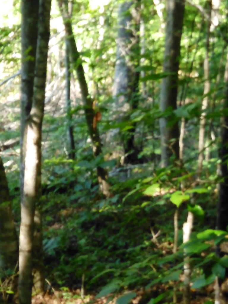 Lot 383 East Obey Lane, Wilder, TN 38589 - #3