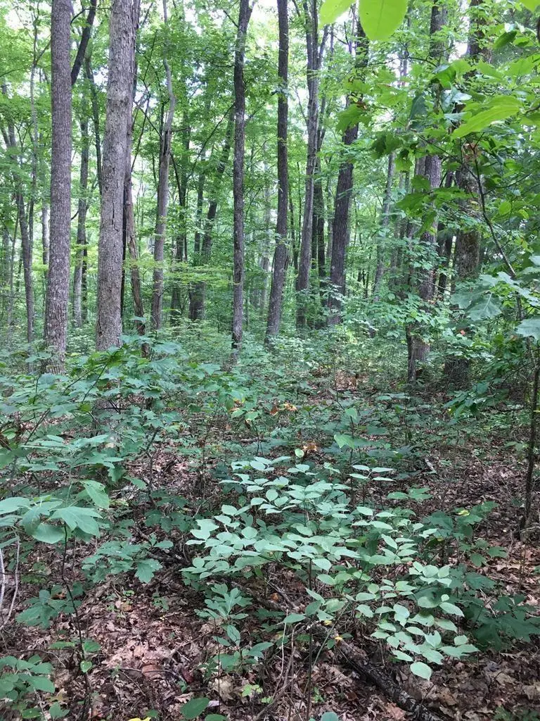 Lot 384 East Obey Lane, Wilder, TN 38589 - #1